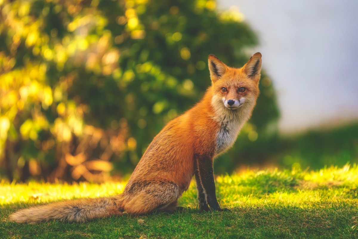 A fox surrounded by green plants