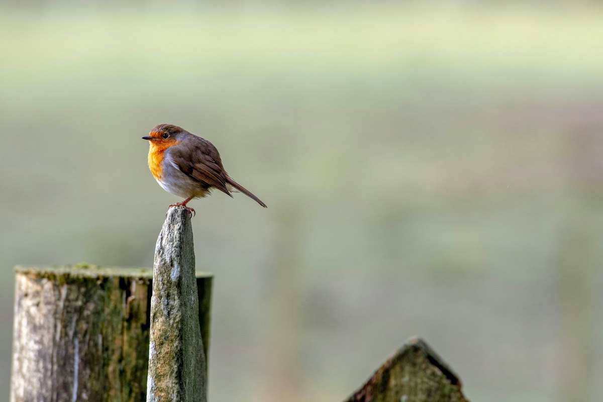 A robin perched outdoors